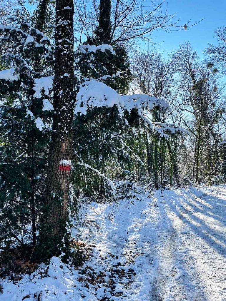 Sonnenlicht bei Schnee im Sternwartepark