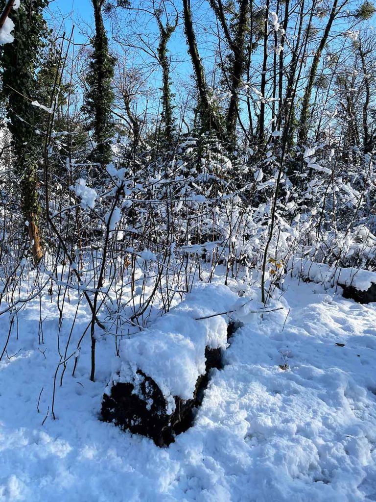 Schnee im Sternwartepark