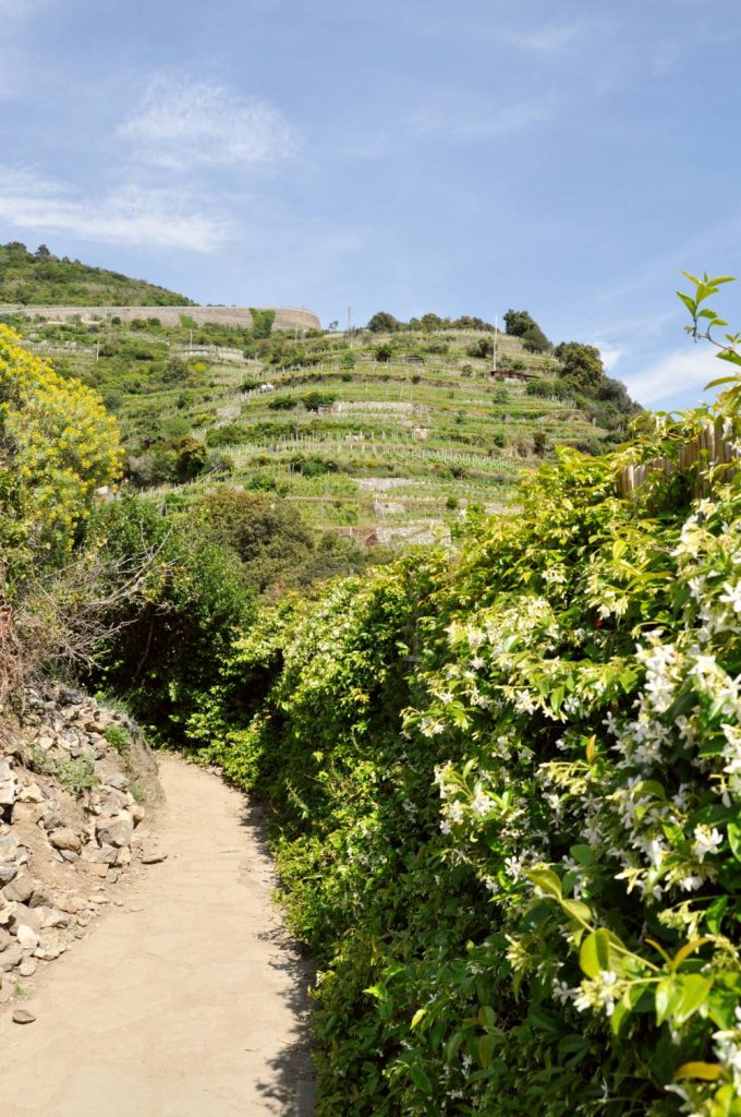 Wanderweg in der Cinque Terre