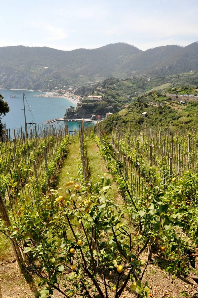 Wandern in der Cinque Terre mit Blick auf Weinberger