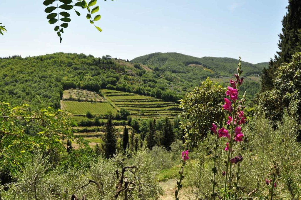 Blick auf Weinberge