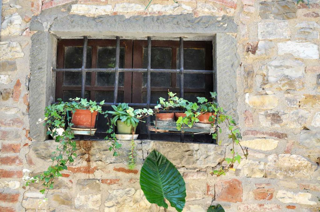 Efeu am Fenster