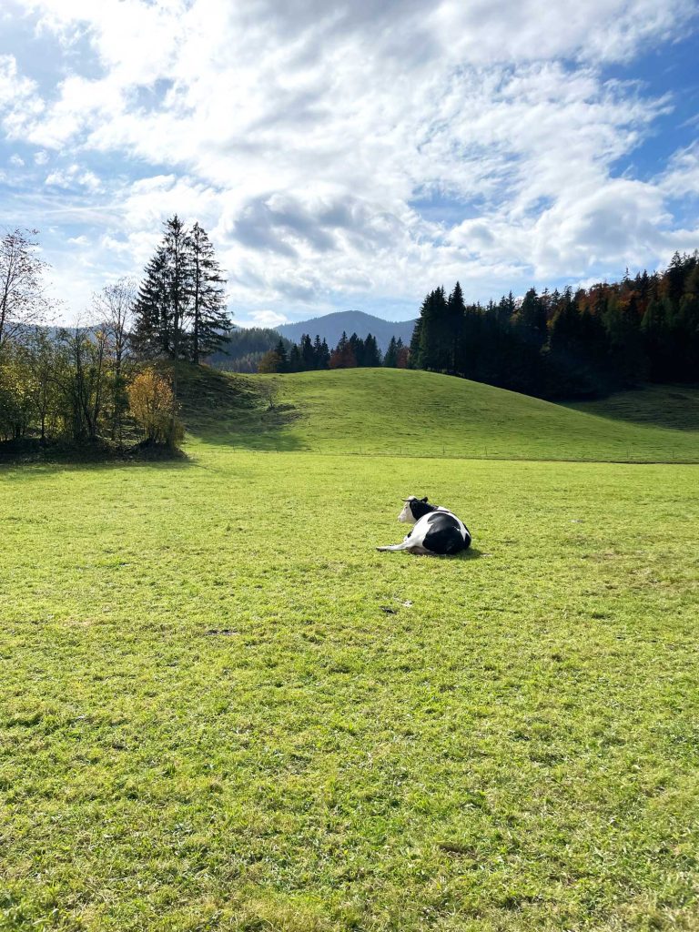Kuh auf dem Feld