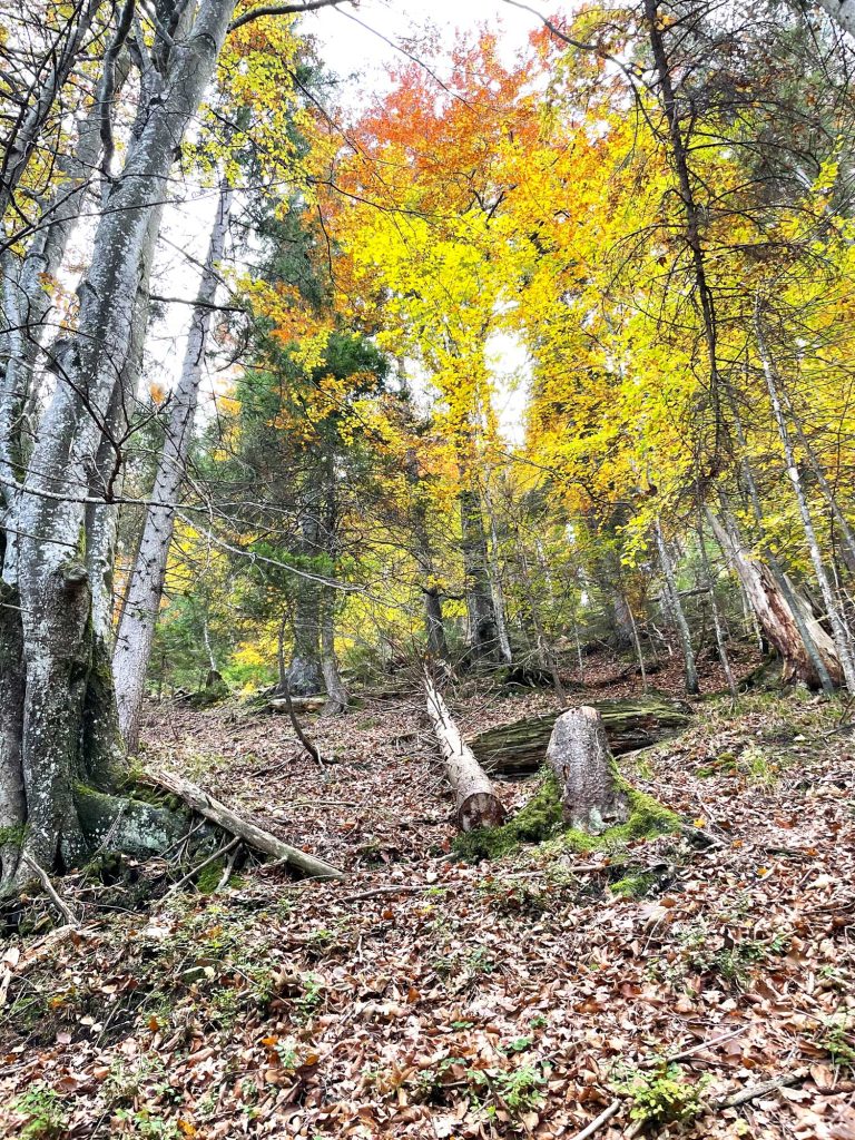 Herbstliche Waldlandschaft