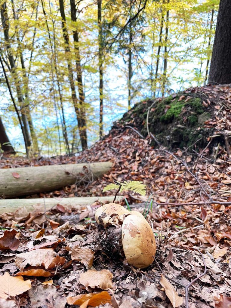 Herbstliche Waldlandschaft